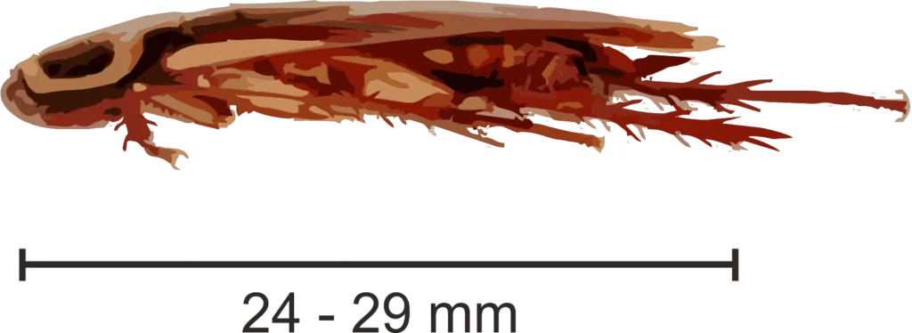 przybyszka australijska rozmiar