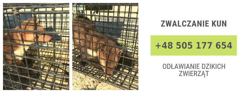 Zwalczanie kun warszawa