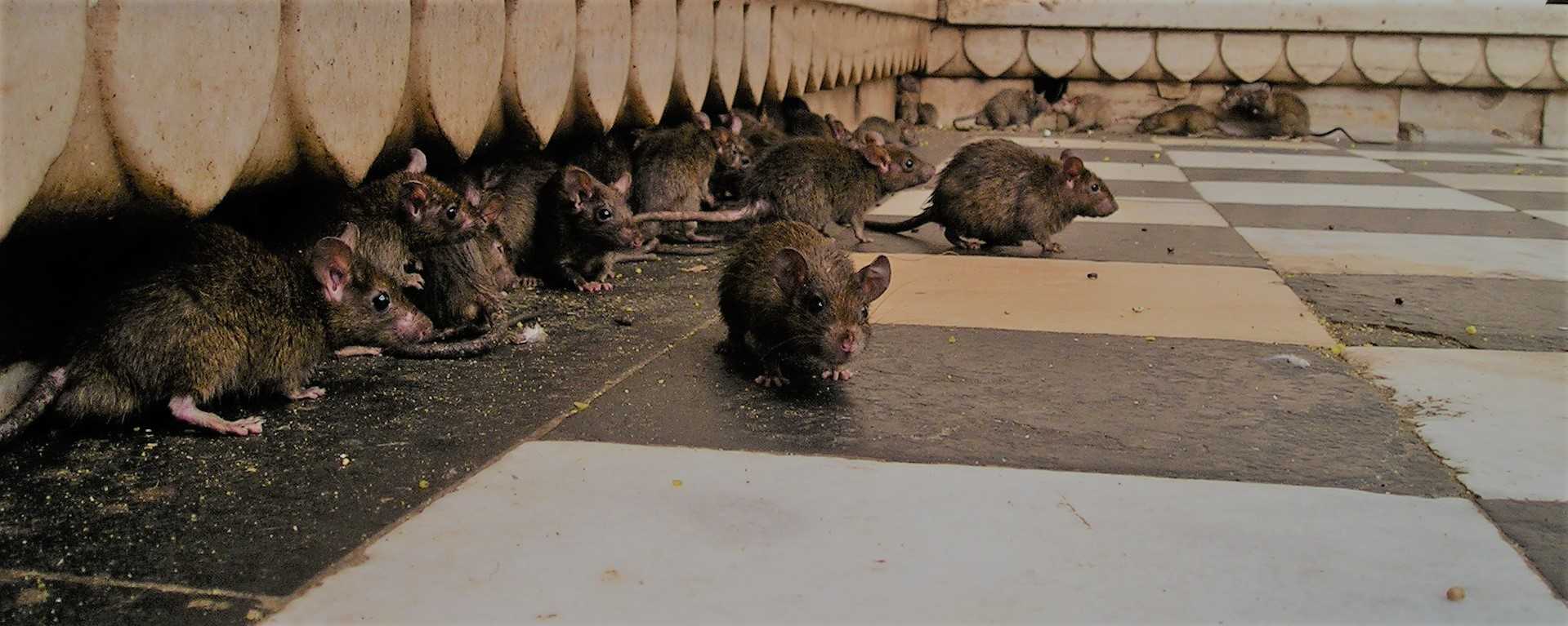 szczury zwalczanie