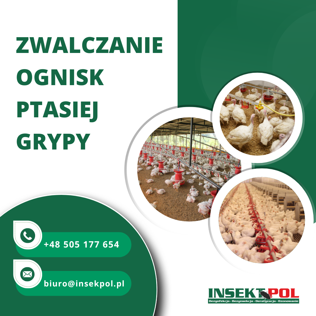 Zwalczanie ognisk ptasiej grypy