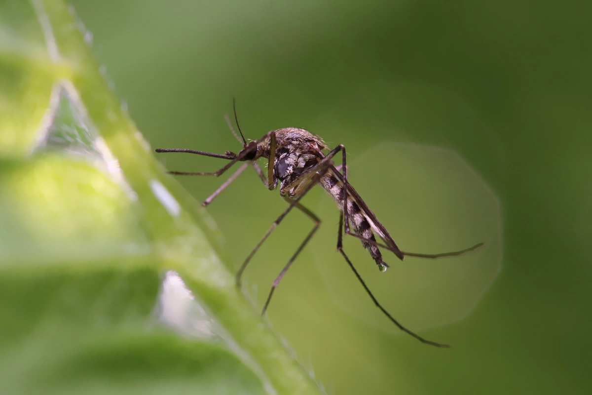 rosliny odstraszajace komary