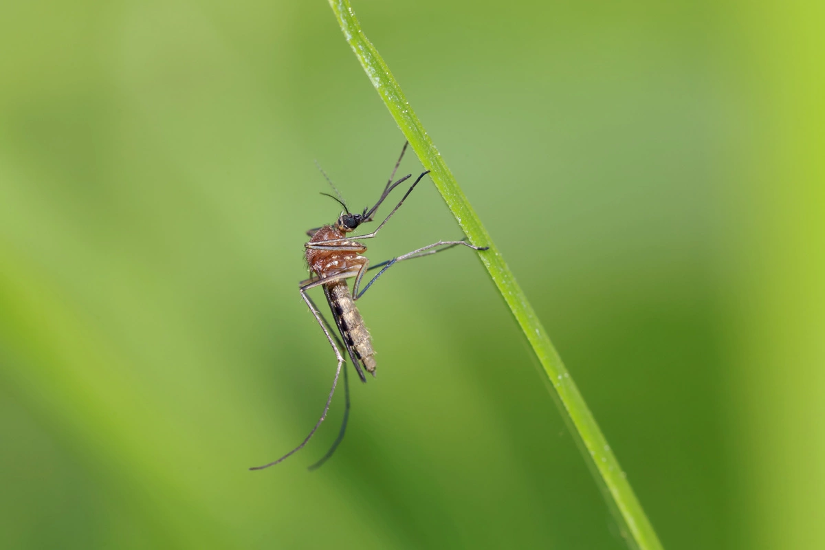 samiec komar