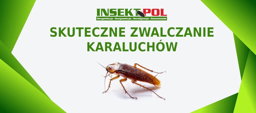 skuteczne zwalczanie karaluchów prusaków insektpol