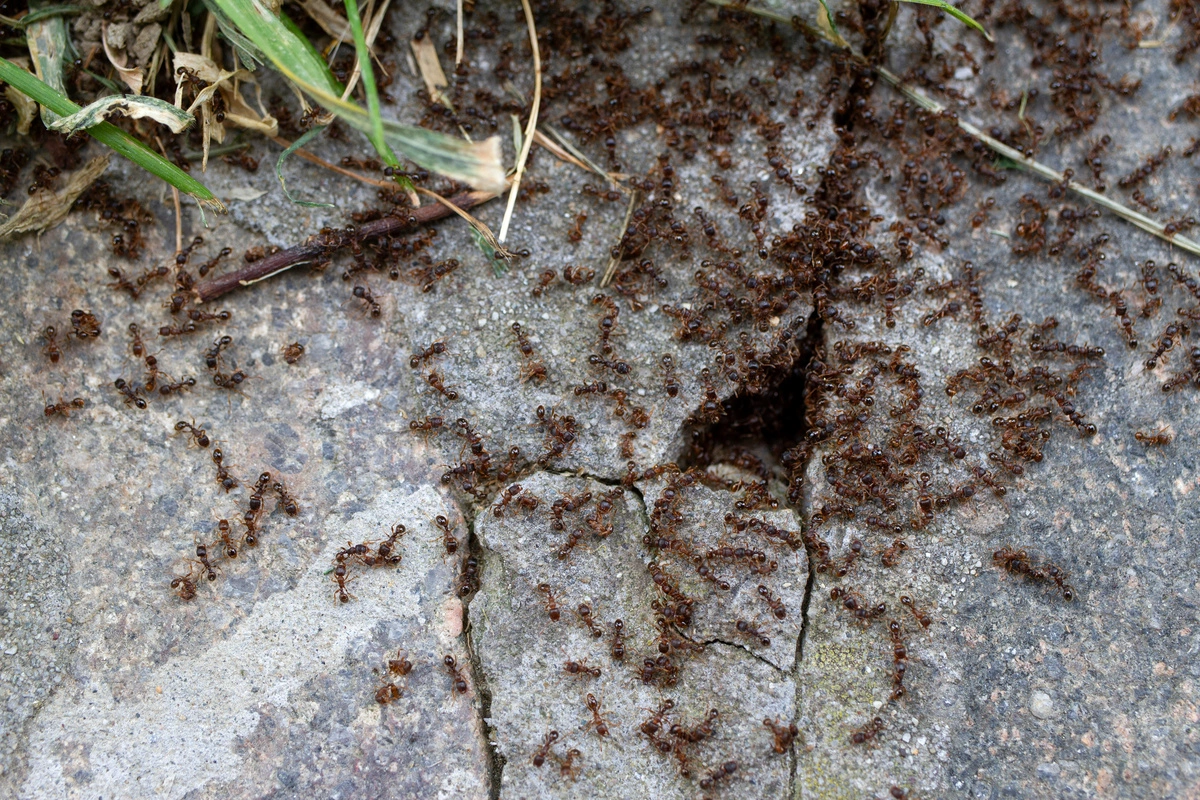 jak znaleźć gniazdo mrówek