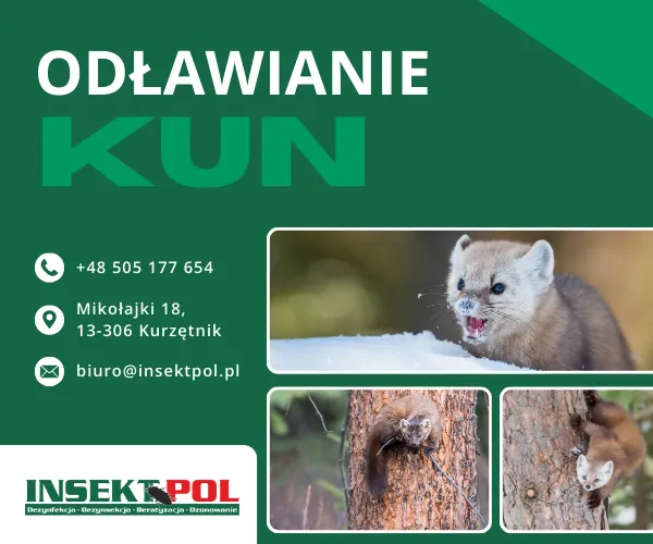 zwalczanie kun odławianie