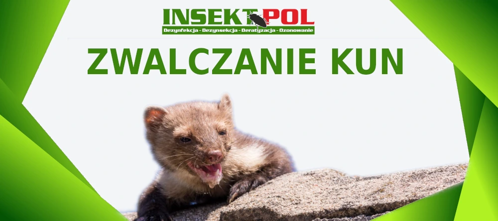 skuteczne zwalczanie kun insektpol