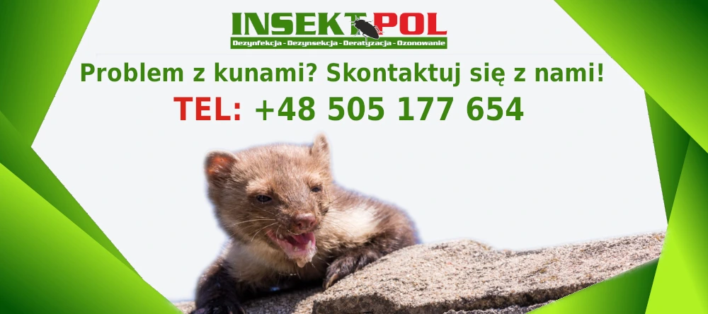 skuteczne zwalczanie kun