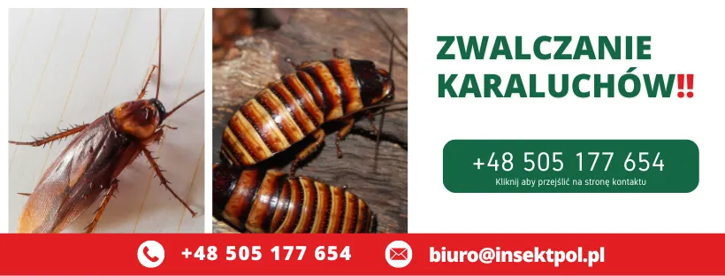 Zwalczanie