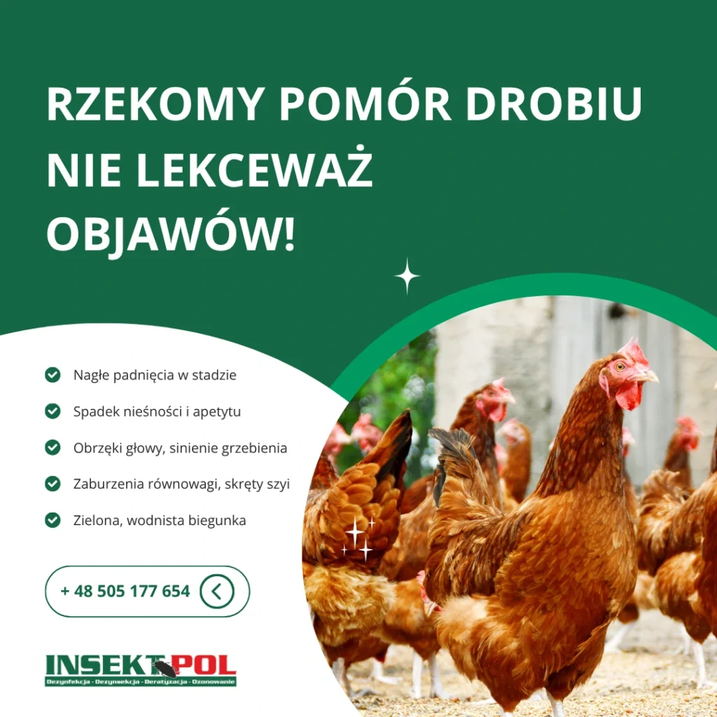 Rzekomy pomór drobiu newcastle zwalczanie