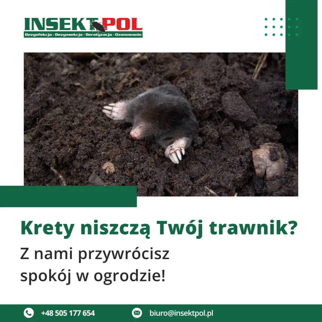 jak pozbyć się kreta z trawnika, ogrodu