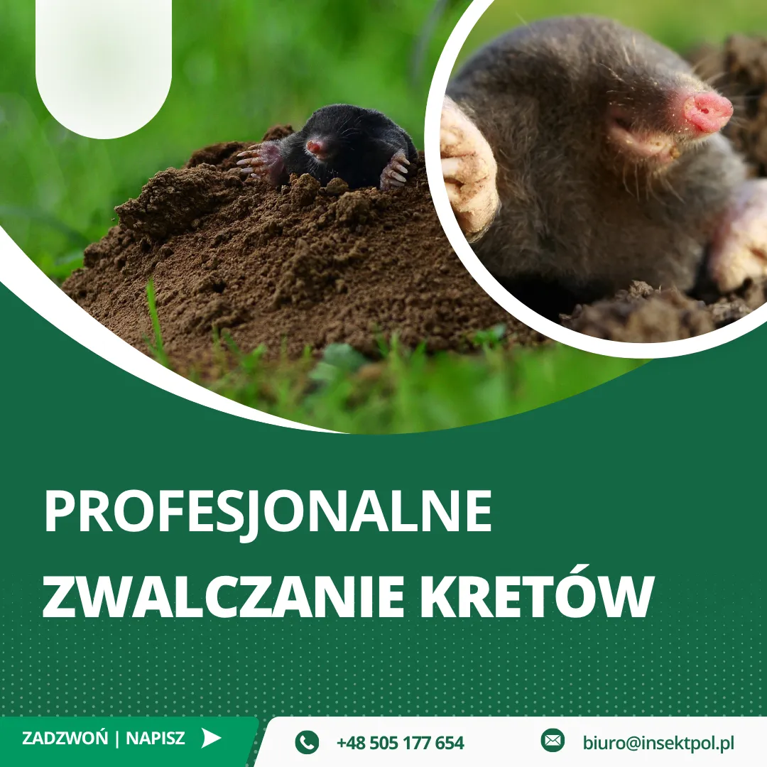 zwalczanie kretów