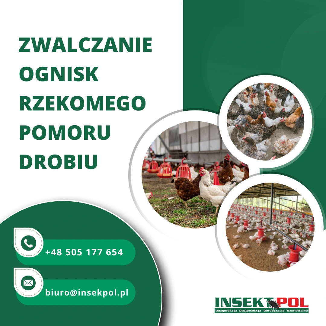 zwalczanie ognisk rzekomego pomoru drobiu (ND)