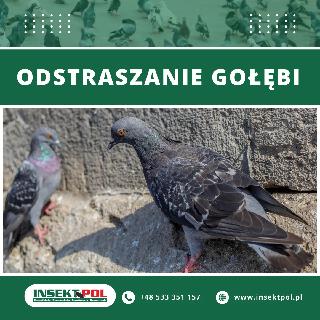 Odstraszanie gołębi