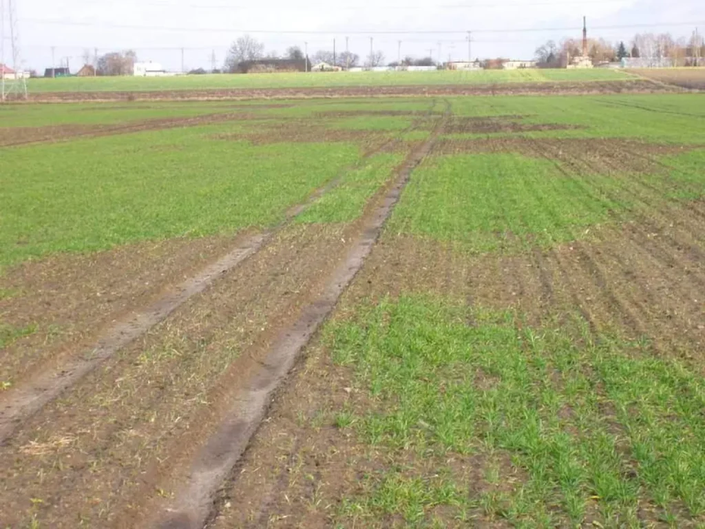 łokaś garbatek zboze zniszczone