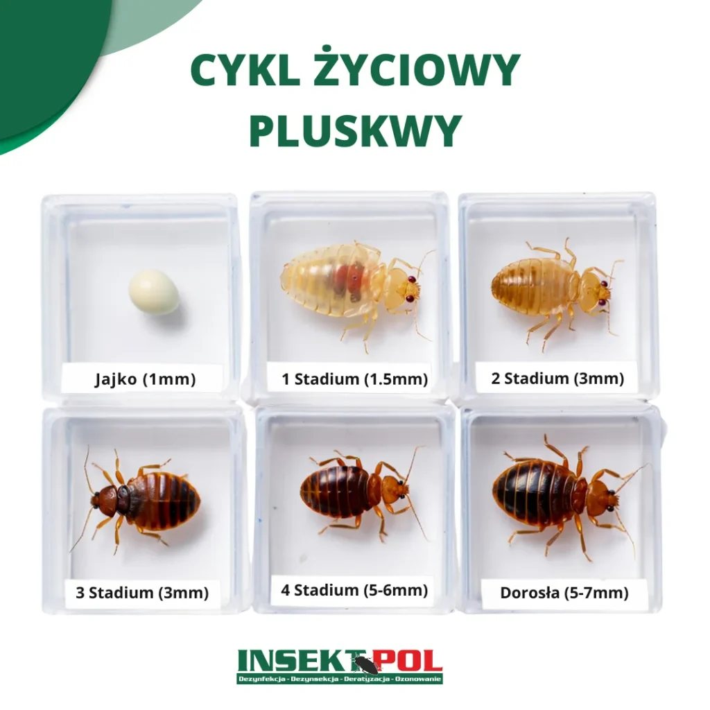 Cykl życiowy pluskwy