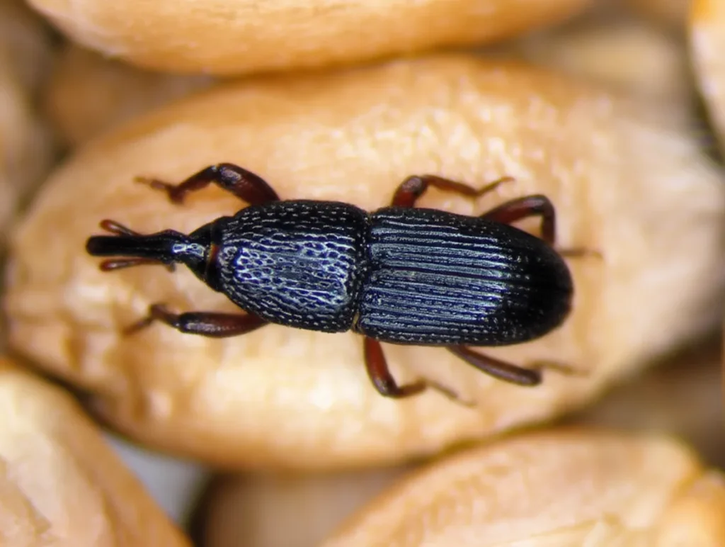jak pozbyć się wołka zbożowego