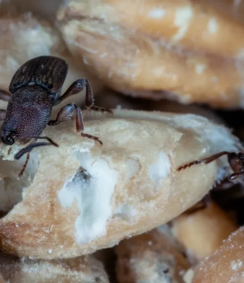 wołek zbożowy zniszczenia i zwalczanie