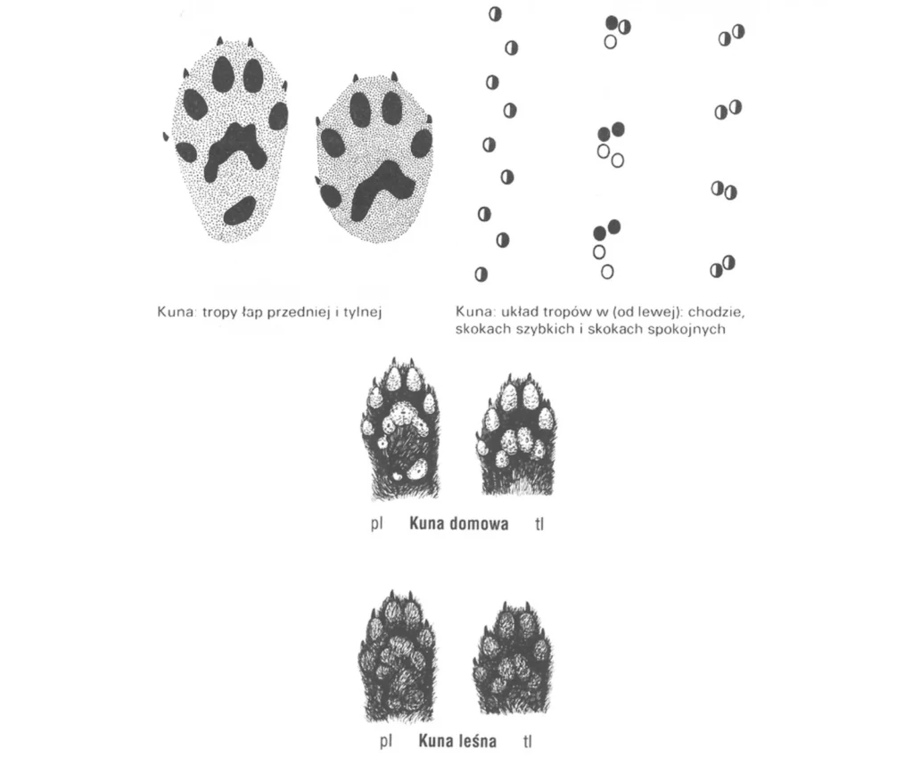 slady kuny lesnej i domowej tropy