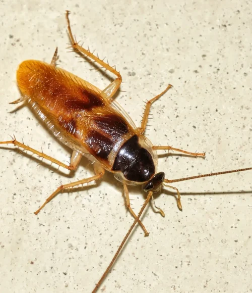 Karaluch paskowany (Supella longipalpa)