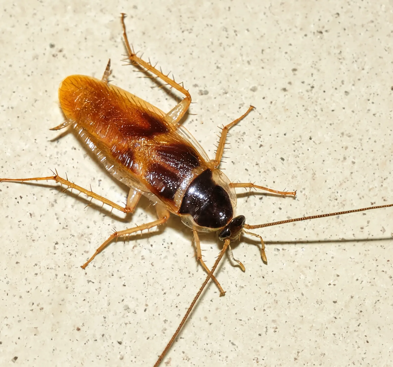 Karaluch paskowany (Supella longipalpa)