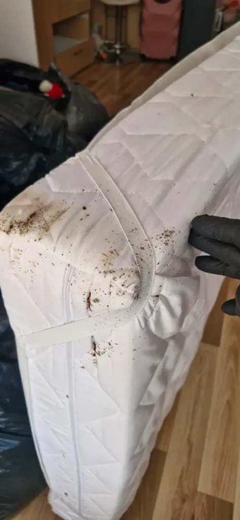 Ślady pluskiew na materacu łóżka piętrowego – realizacja odpluskwiania Insektpol Warszawa